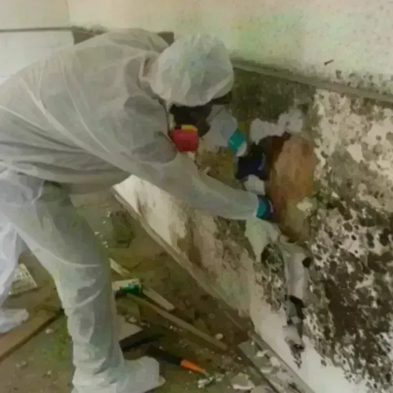 Mold Remediation and Removal in Belington, WV